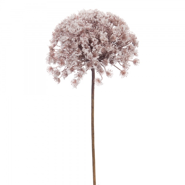ALLIUM GIGANTE H100D15 NEIGE B