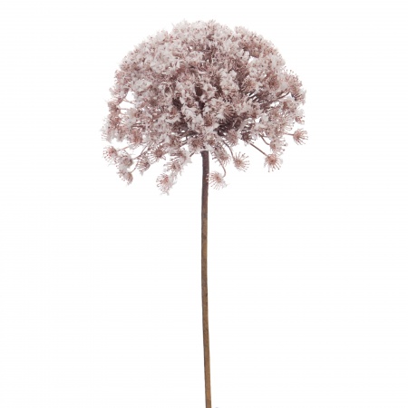 ALLIUM GIGANTE H100D15 NEIGE B