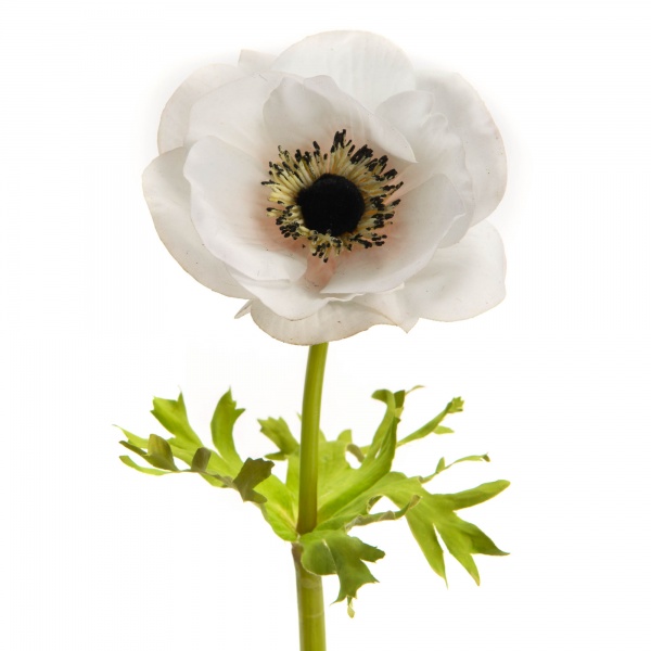 ANEMONE COURONNE REALITY H44BC