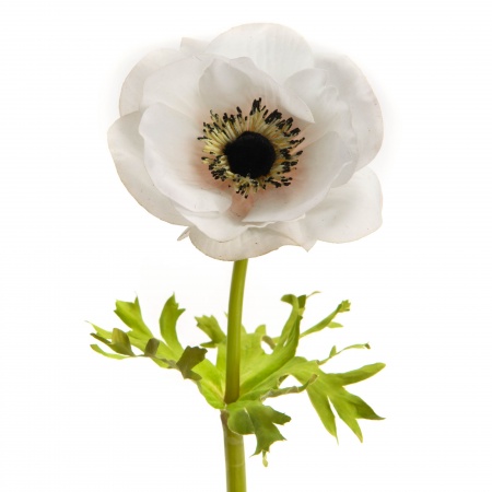 ANEMONE COURONNE REALITY H44BC