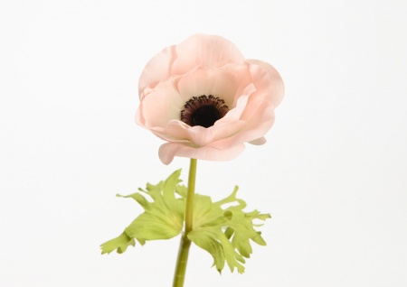 ANEMONE HONORINE H72 RSC