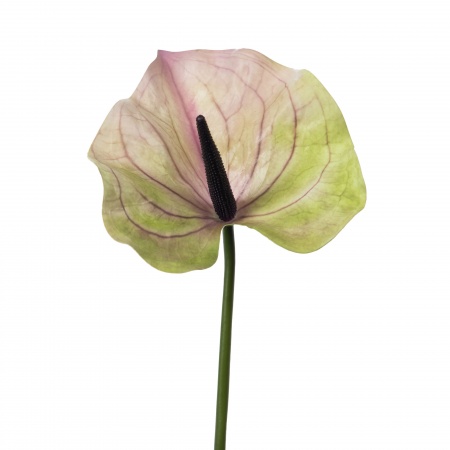 ANTHURIUM ANDREANUM H74 VRC/VI