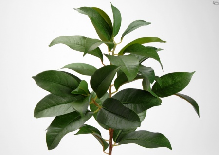 BRANCHE LAURIER NOBLE H59 VE
