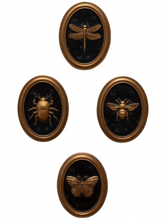 cadres insectes Entomologie