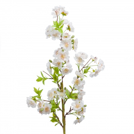 CERISIER CERASIFERA H81 BLANC
