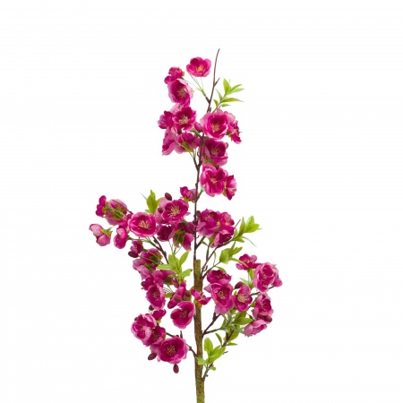 CERISIER CERASIFERA H81 FUCHSIA