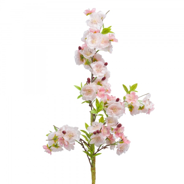 CERISIER CERASIFERA H81 ROSE CLAIR