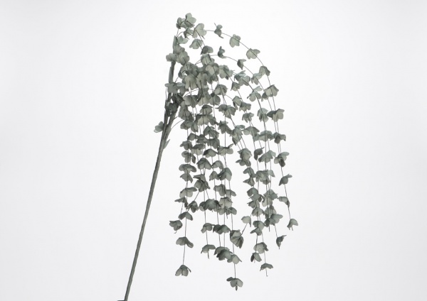 CHUTE FLEURSMARGA CHLOROPHYLE