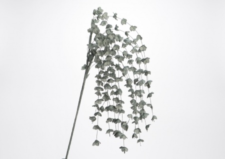 CHUTE FLEURSMARGA CHLOROPHYLE