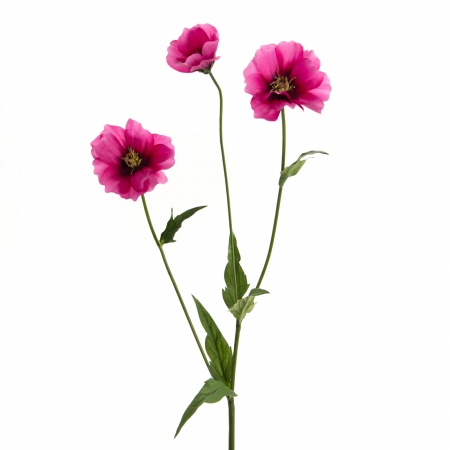 COSMOS BIPINNATUS H64 FUCHSIA