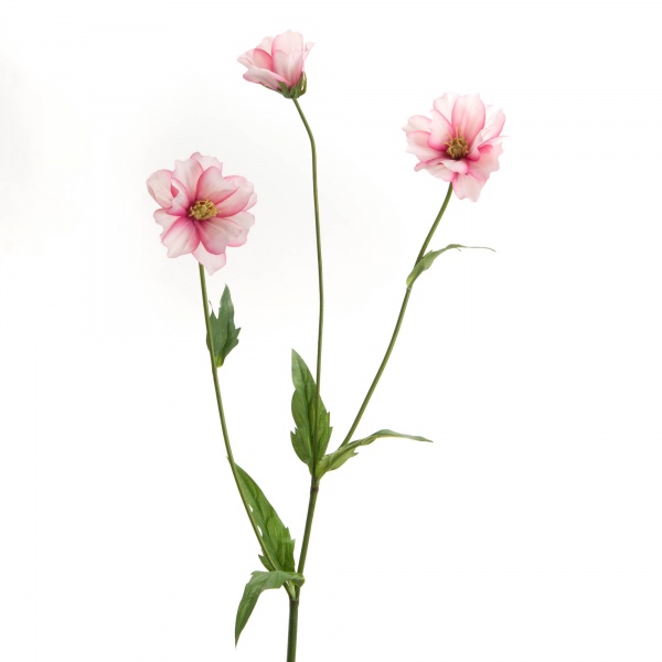 COSMOS BIPINNATUS H64 RSC