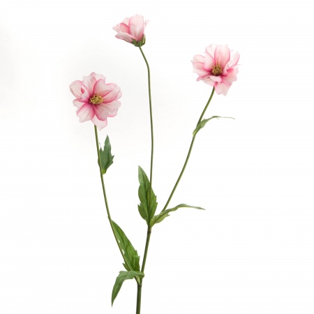 COSMOS BIPINNATUS H64 RSC