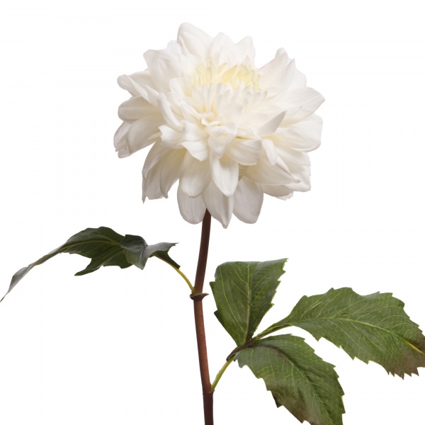 DAHLIA  SUPREME REALITY H52BC