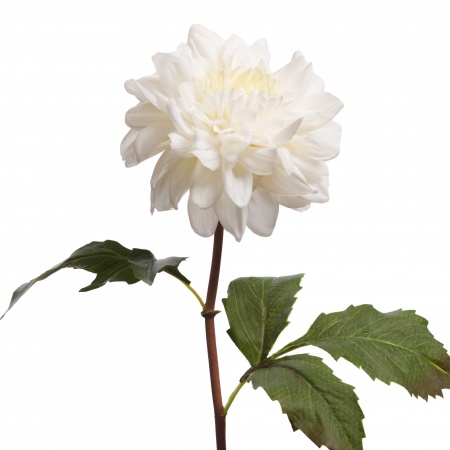 DAHLIA  SUPREME REALITY H52BC