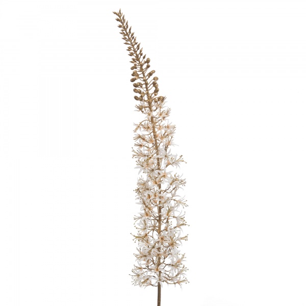 EREMURUS FESTIVAL H117 BC/OR
