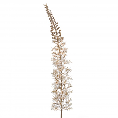 EREMURUS FESTIVAL H117 BC/OR