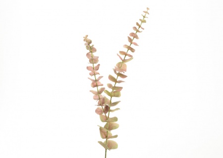 EUCALYPTUS OOREKA