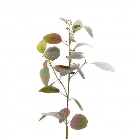 EUCALYPTUS POPULUS H83 BO/VE