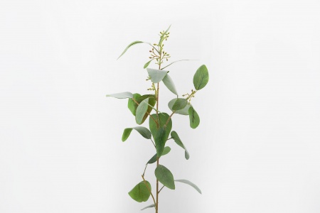EUCALYPTUS POPULUS H83 VERT     L1