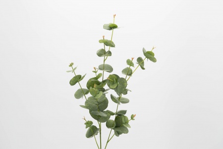 EUCALYPTUS SILVERDROP H98 VE
