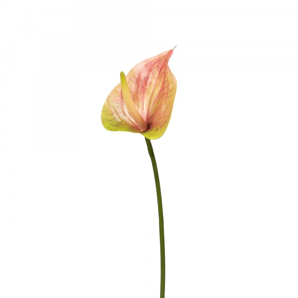 FLEUR - ANTHURIUM FORTEZZA H63 RS/VE     