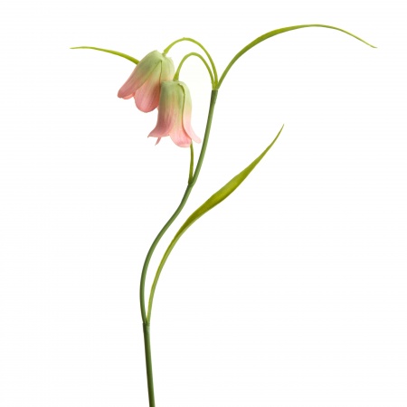 FLEUR - FRITILLARIA CAMPANULE H39 ROSE