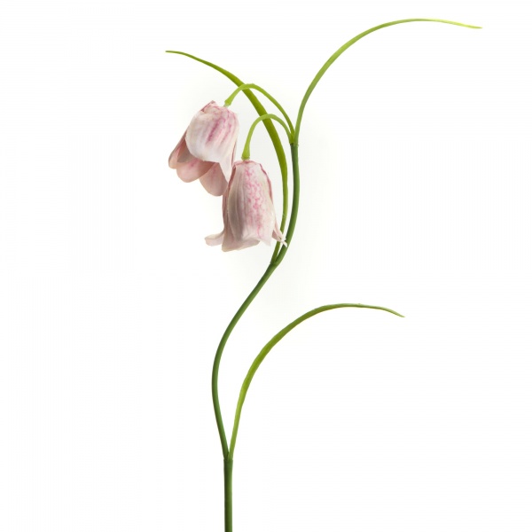FLEUR - FRITILLARIA CAMPANULES H39 ROSE MOUCHETE