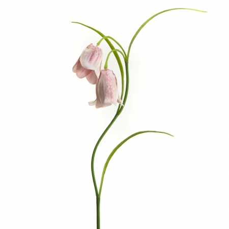 FLEUR - FRITILLARIA CAMPANULES H39 ROSE MOUCHETE