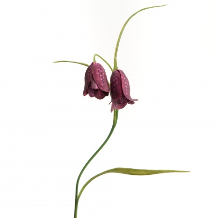 FLEUR - FRITILLARIA H39 BOF