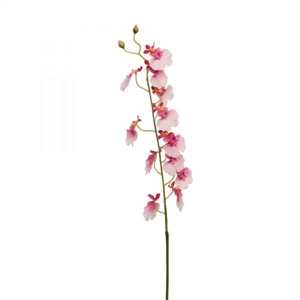 FLEUR - ORCHIDEE PAPILLON H60 RS