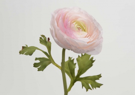 FLEUR - RENONCULE RANA H35 ROSE