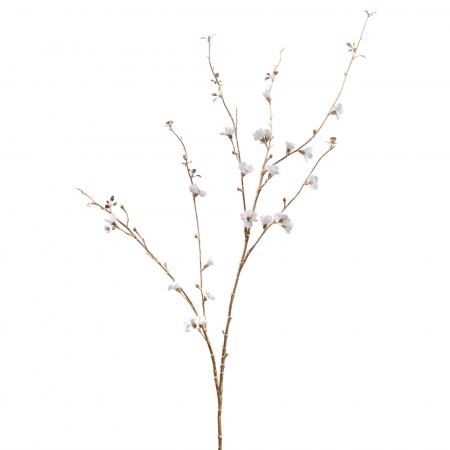 Fleur : une Branche de cognassier  H141