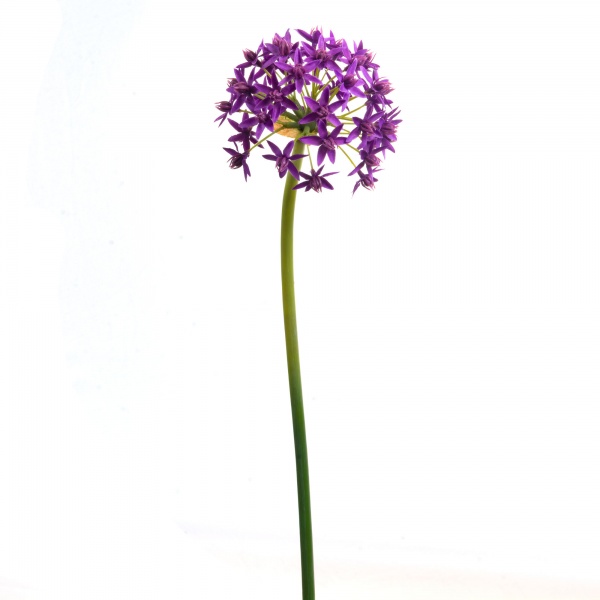 FLEUR ALLIUM ETOILE COULEUR VIOLET