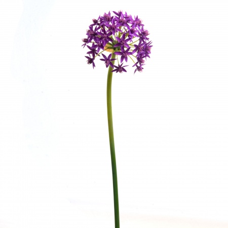 FLEUR ALLIUM ETOILE COULEUR VIOLET