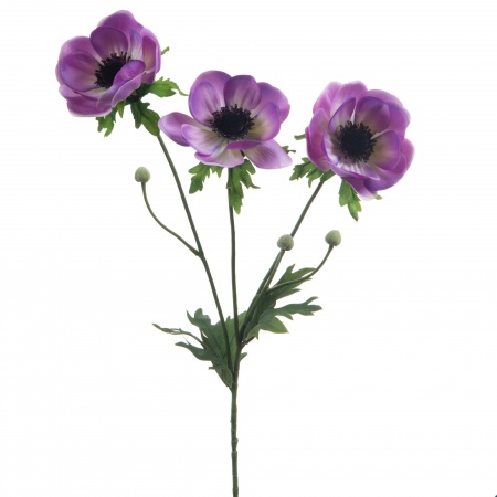 FLEUR ANEMONE GIGANTEA X3