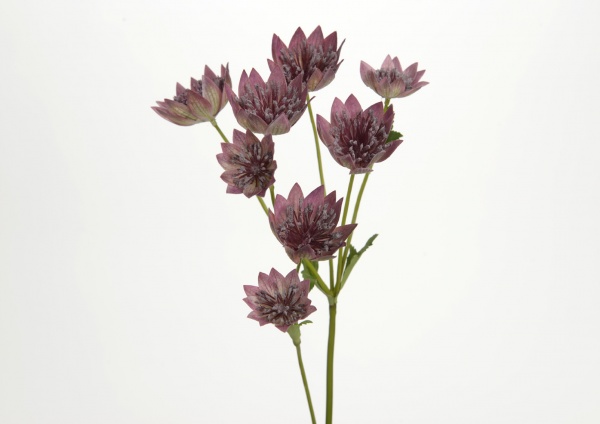 FLEUR ASTRANTIA H56 MV
