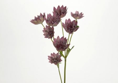 FLEUR ASTRANTIA H56 MV