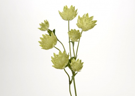 FLEUR ASTRANTIA H56