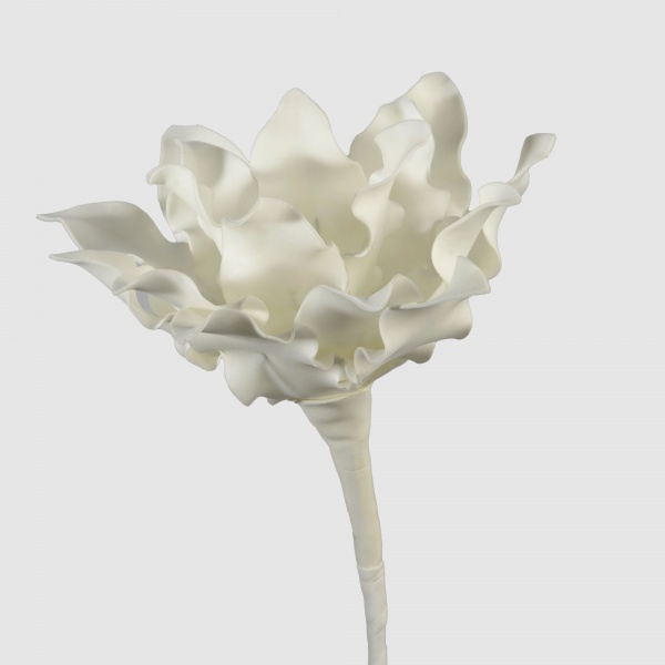 FLEUR CUMBIA H53 BC