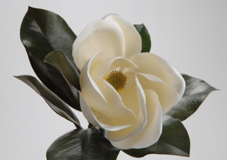Fleur de Magnolia grandiflora H45