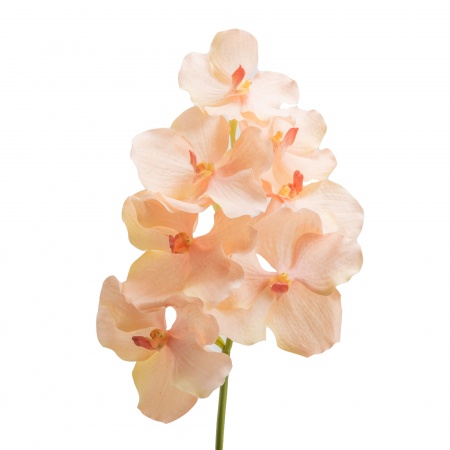 FLEUR ORCHIDEE \ VANDA ROTHSCHIL DIANA\ 
