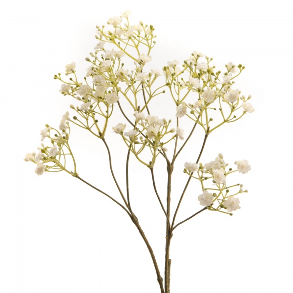 GYPSOPHILE PENDULA H69 BC