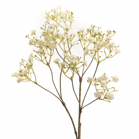 GYPSOPHILE PENDULA H69 BC