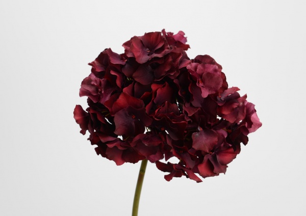 HORTENSIA ALTONA H48 BO