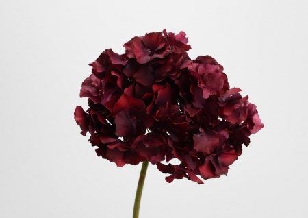HORTENSIA ALTONA H48 BO
