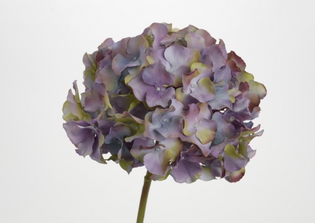 HORTENSIA ALTONA H48 MV/VE