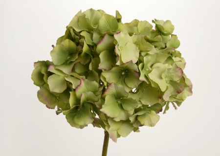HORTENSIA ALTONA H48 VE