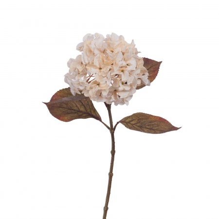 HORTENSIA VINTAGE H69 CR