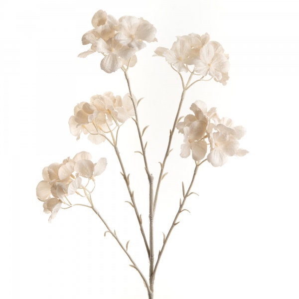 HYDRANGEA SCINTILLE X5 H66 BC