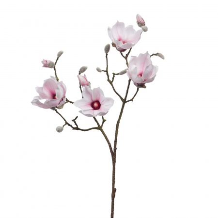 MAGNOLIA  H96 RS